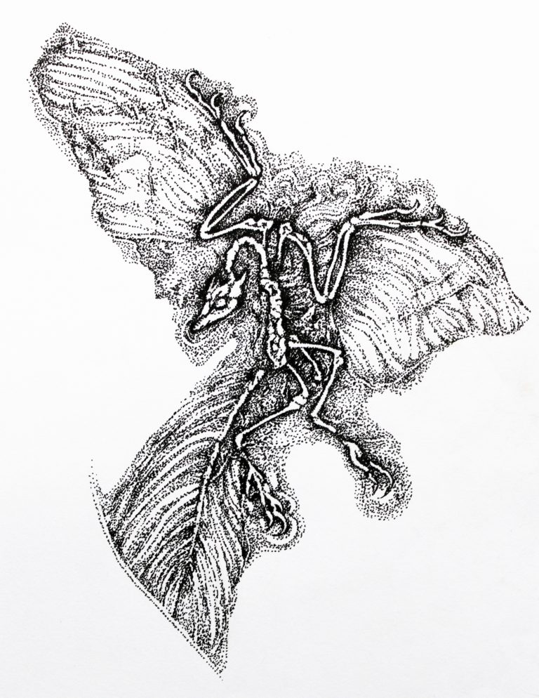 Dotwork drawing of 'Archaeopteryx' fossil - Ink pen on paper