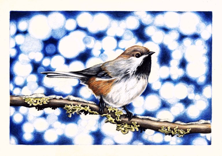 A Canadian Boreal Chickadee - Faber Castell Polychromos coloured pencils on paper