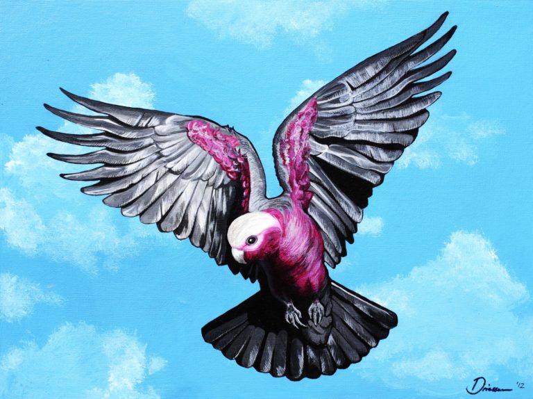 An Australian pink and grey cockatoo (Galah) - Acrylic paint on canvas board