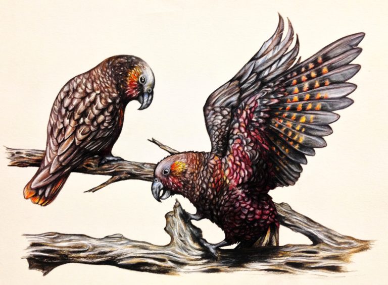 Two native New Zealand Kaka (forest parrot) - Faber Castell Polychromos coloured pencils on tinted paper