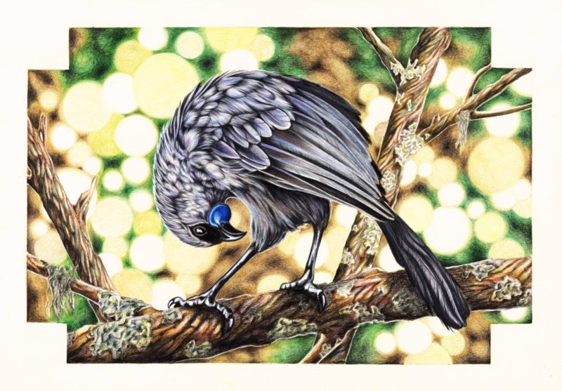 A native New Zealand Kokako - Faber Castell Polychromos coloured pencils on paper