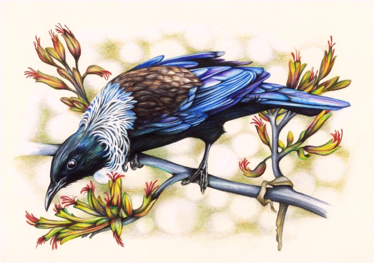 A native New Zealand Tui - Faber Castell Polychromos coloured pencils on paper