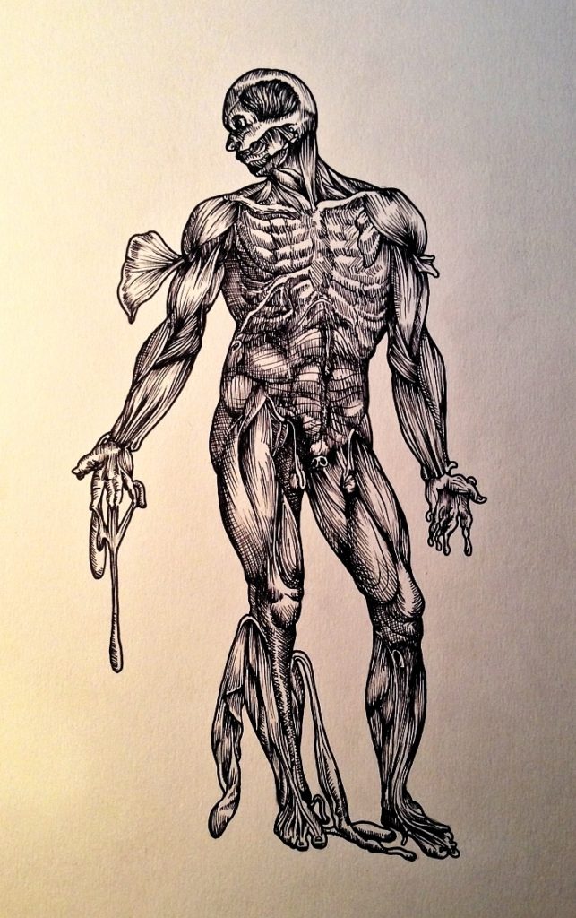 Line drawing based on a plate from Andreas Vesalius' De Humani Corporis Fabrica anatomy textbook - Ink pen on tinted paper